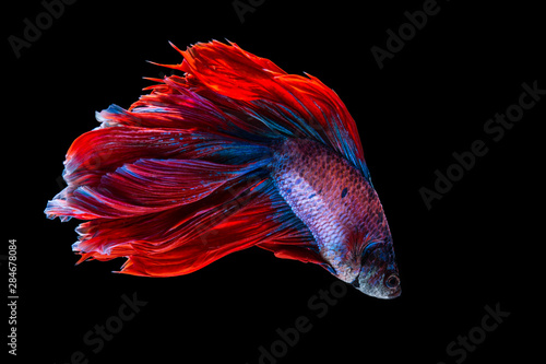 Red and blue betta fish, siamese fighting fish on black background