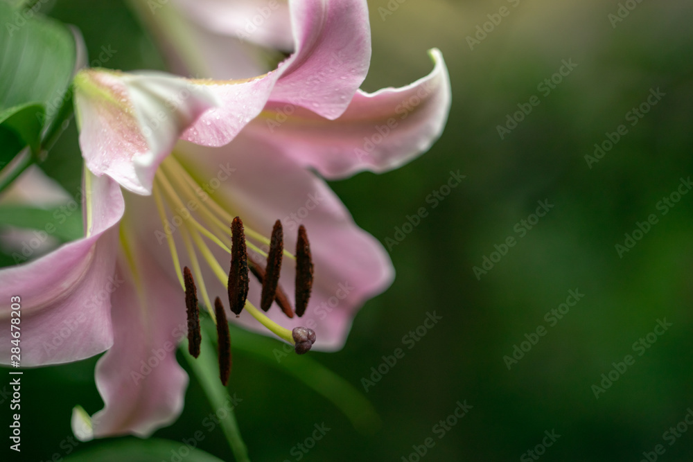 Lily flower after rain. Stamens closeup with brown pollen. Blurred dark green background Lily flower after rain. Stamens closeup with brown pollen. Blurred dark green background