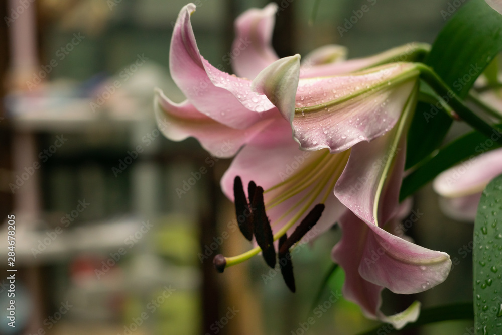 Fototapeta premium Lily flower after rain. Stamens closeup with brown pollen. Blurred dark green background