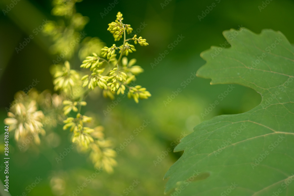 Beautiful green background with macleaya cordata flower. Dangerous, but fragile, garden decoration Beautiful green background with macleaya cordata flower. Dangerous, but fragile, garden decoration