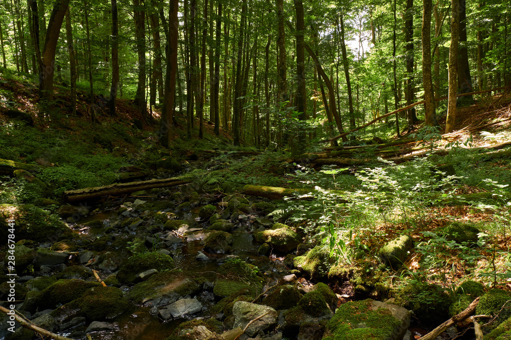 Obraz premium Am Bauersberg, Biosphärenreservat Rhön, Bischofsheim a.d.Rhön, Landkreis Rhön-Grabfeld, Unterfranken, Franken, Bayern, Deutschland.