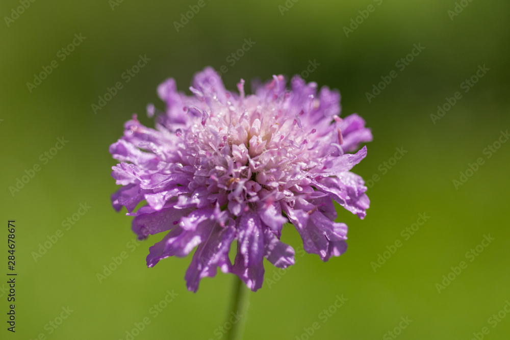Little purple flower in the garden