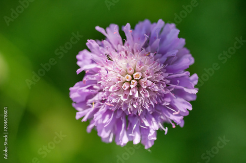 Little purple flower in the garden