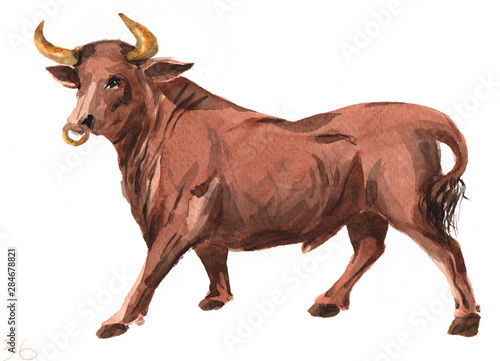 Watercolor single bull animal isolated on a white background illustration.