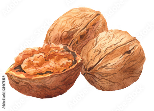 Watercolor Walnut nut food isolated on a white background illustration.