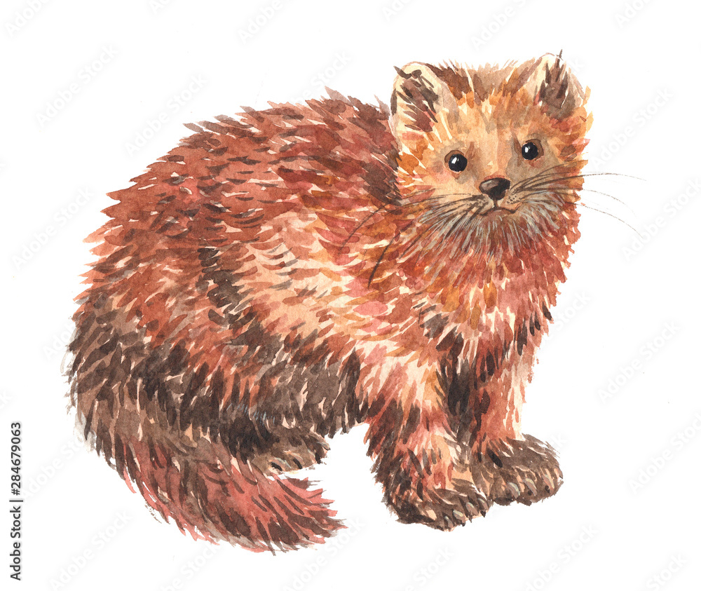Watercolor single ferret animal isolated on a white background illustration. Watercolor single ferret animal isolated on a white background illustration.