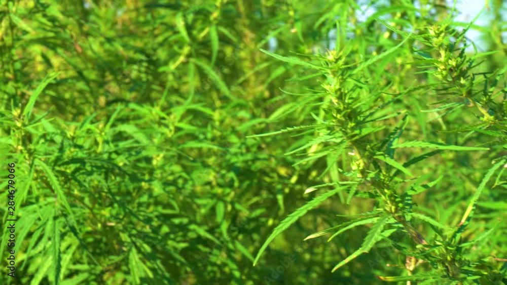 Wild green bushes of young cannabis marijuana, sprouted in the wild corners of nature Wild green bushes of young cannabis marijuana, sprouted in the wild corners of nature