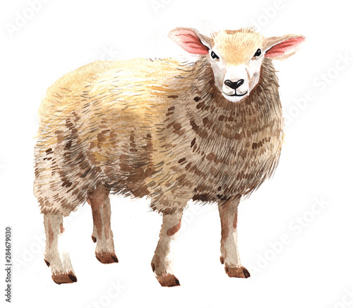 Watercolor single sheep animal isolated on a white background illustration.