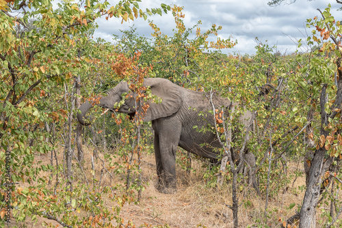 African elephant, Loxodonta africana, between thick mopani bush