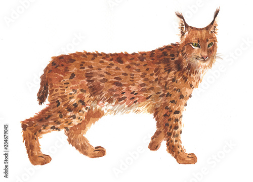 Watercolor single lynx animal isolated on a white background illustration.