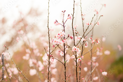 flowering cherry grove in winter