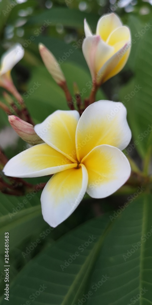 Fototapeta premium kwiat frangipani na tle