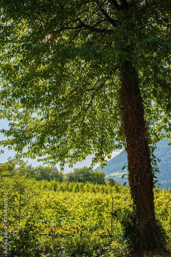 Fototapeta premium Tirolo trees