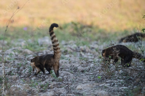 South American Coati looking for insects Pantanal Brasil