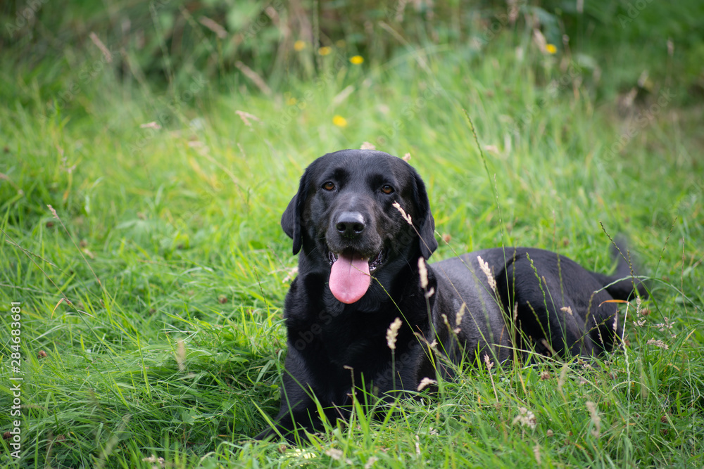 Black labrador in tall grass with ball 9 Black labrador in tall grass with ball 9