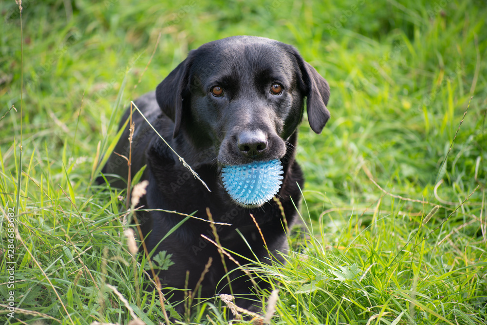Black labrador in tall grass with ball 8 Black labrador in tall grass with ball 8