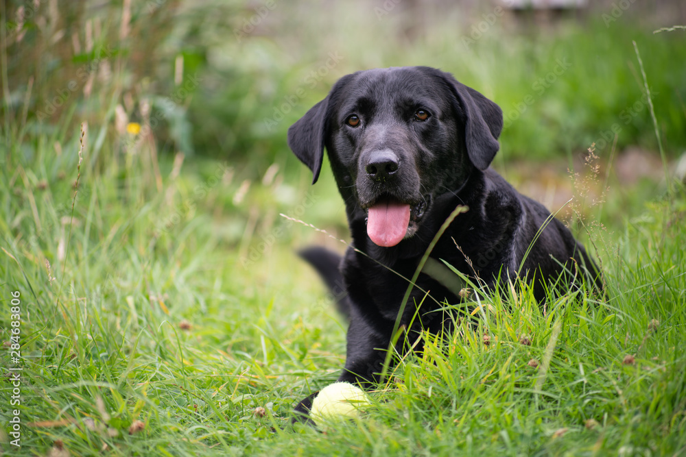 Black labrador in tall grass with ball 7 Black labrador in tall grass with ball 7