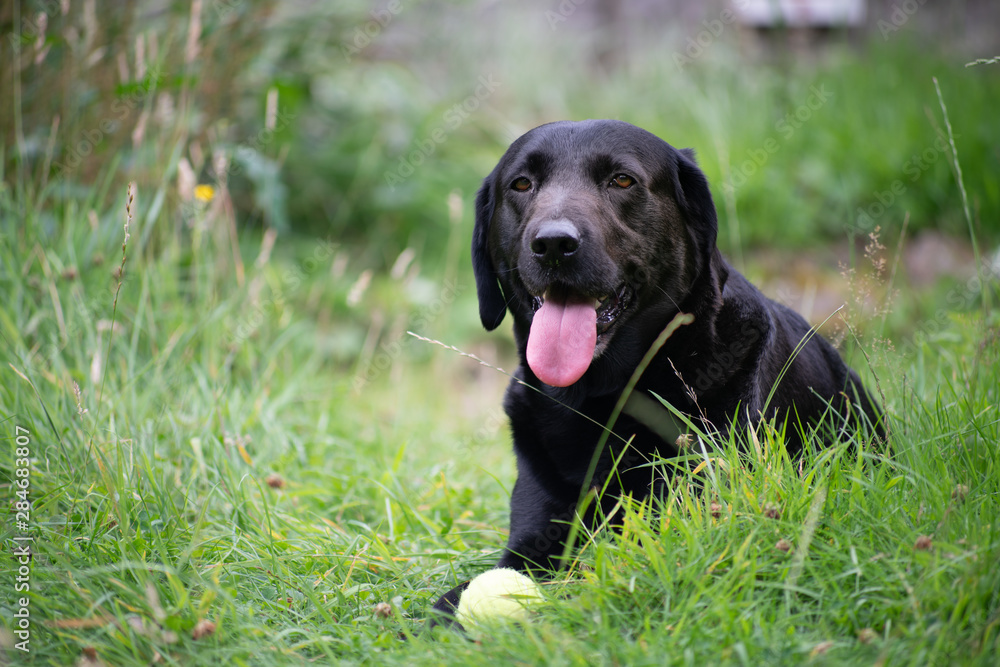 Black labrador in tall grass with ball 6 Black labrador in tall grass with ball 6