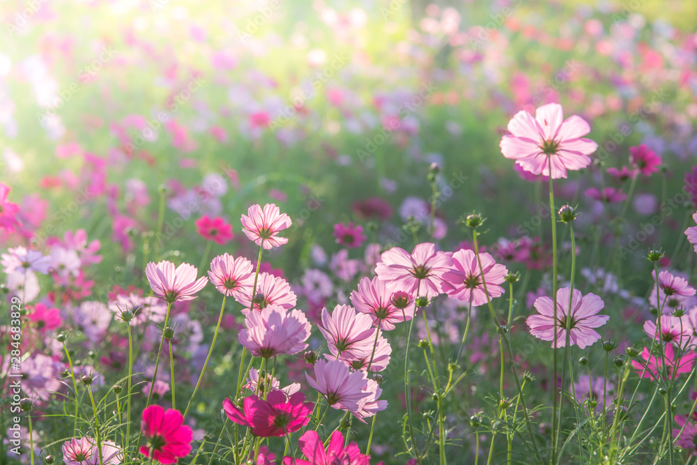 Soft, selective focus of Cosmos, blurry flower for background, colorful plants Soft, selective focus of Cosmos, blurry flower for background, colorful plants
