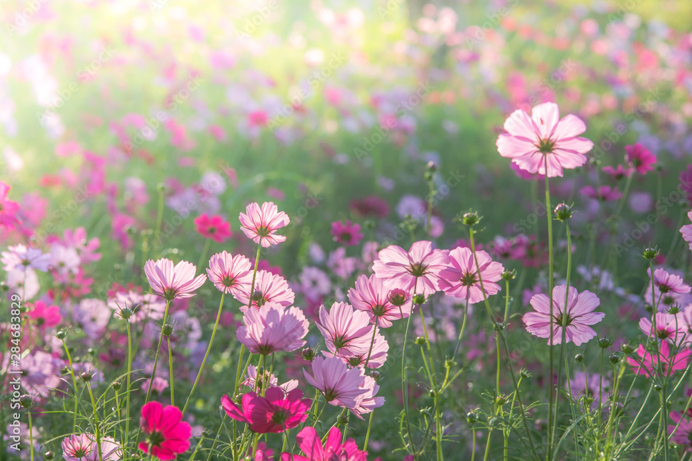 Soft, selective focus of Cosmos, blurry flower for background, colorful plants