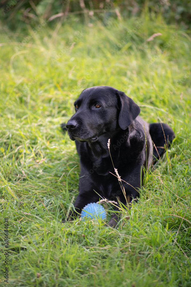 Black labrador in tall grass with ball 3 Black labrador in tall grass with ball 3