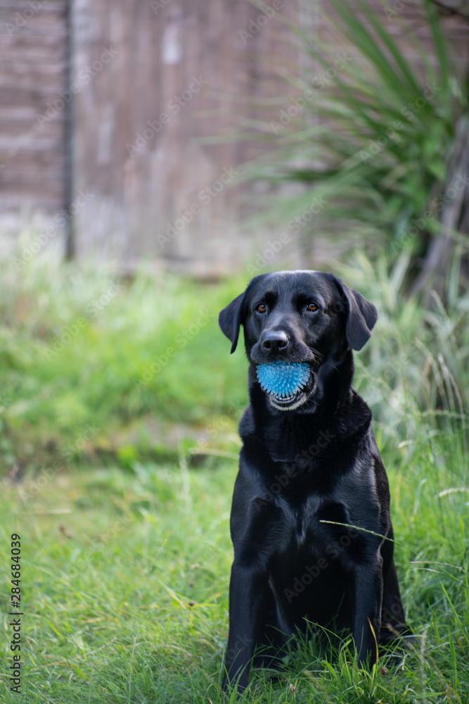 Black labrador in tall grass with ball 2