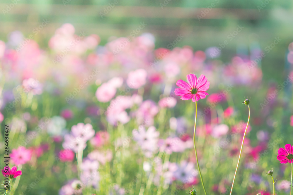 Soft, selective focus of Cosmos, blurry flower for background, colorful plants Soft, selective focus of Cosmos, blurry flower for background, colorful plants