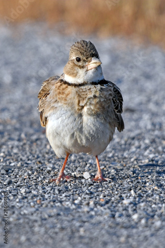 Kalanderlerche (Melanocorypha calandra) - Calandra lark photo