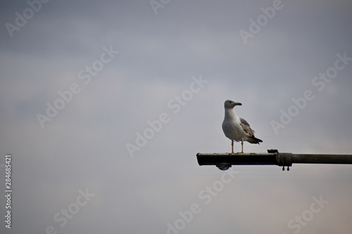 seagull in flight