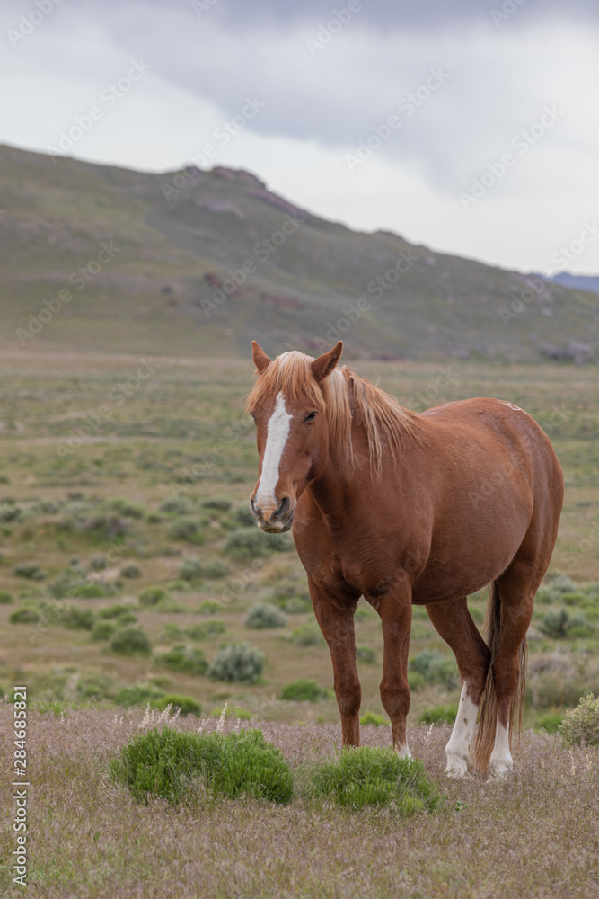 Beautiful Wild Horse in the Utah desert Beautiful Wild Horse in the Utah desert