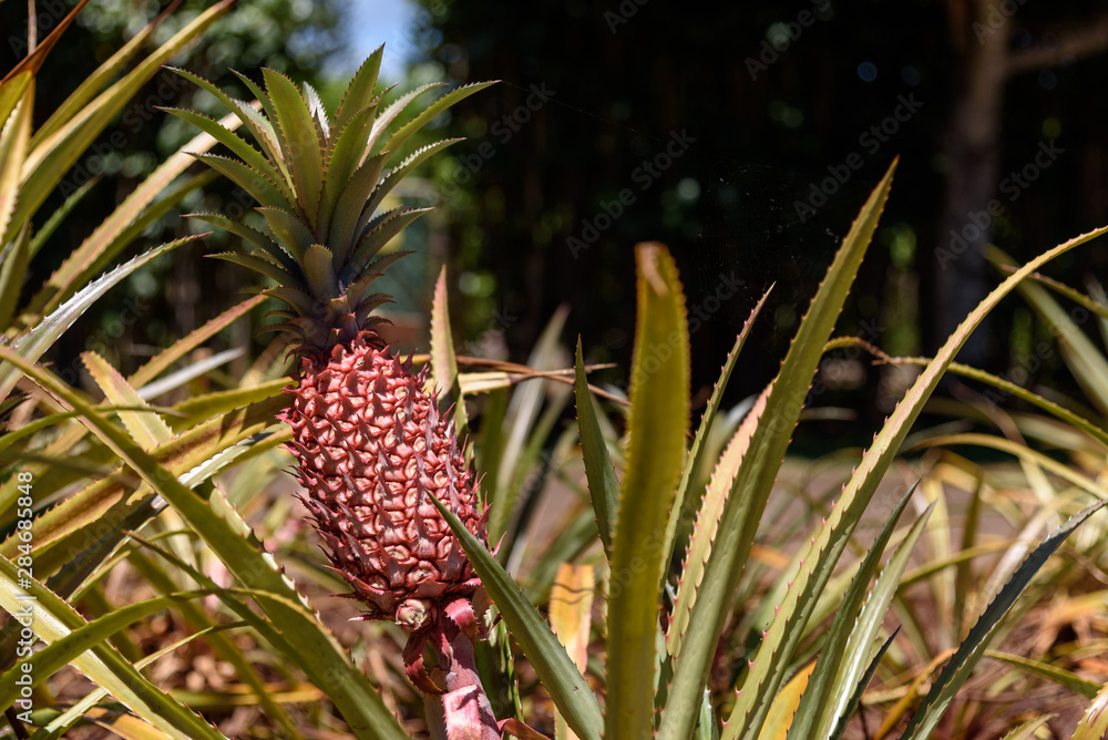 Fototapeta premium Pineapples growing in Hawaii