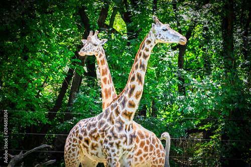 Canvas Print giraffe in the zoo