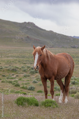 Beautiful Wild Horse in the Utah desert