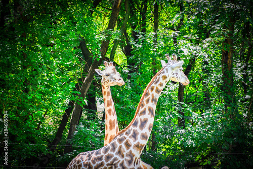 Canvas Print giraffe in zoo