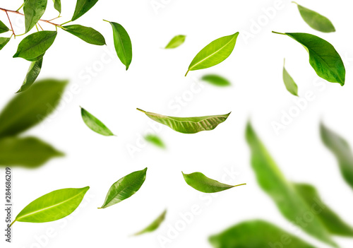 Vividly flying in the air green tea leaves isolated on white background 3d illustration.