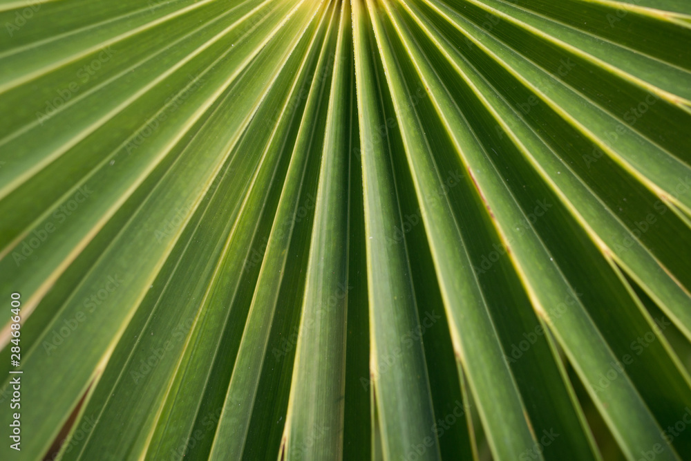 Obraz premium Large green leaf background with straight strips