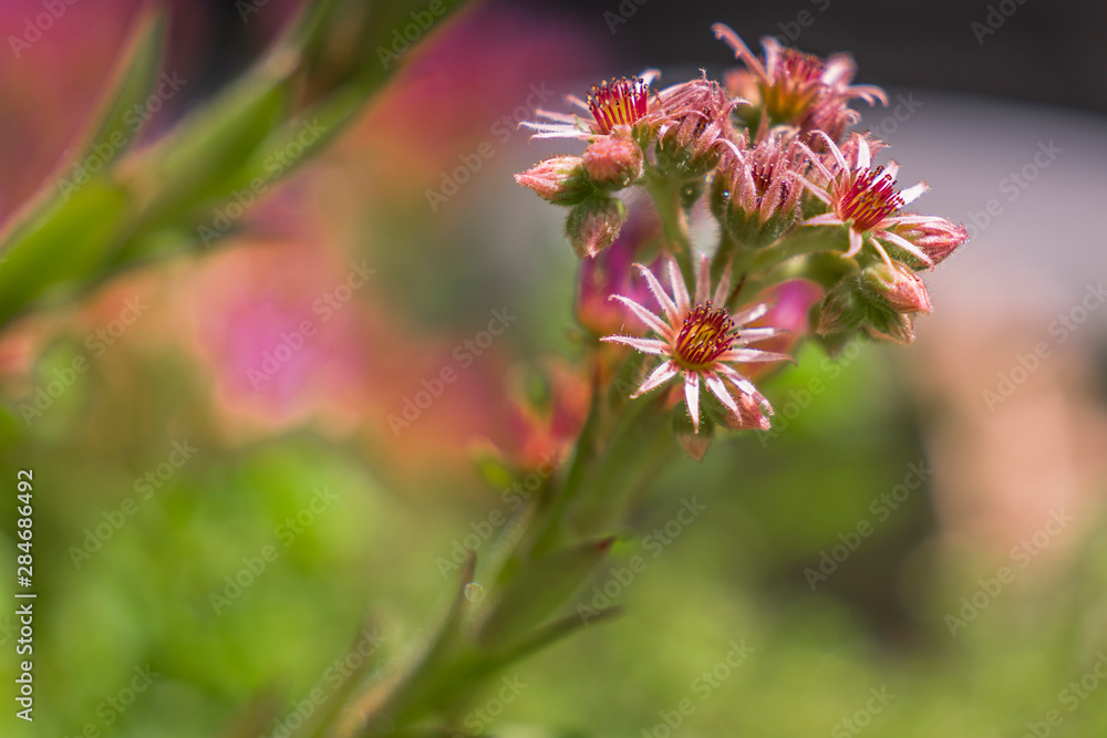 Flowers and bees Flowers and bees