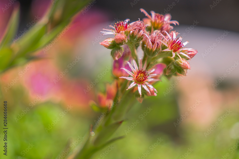 Flowers and bees Flowers and bees