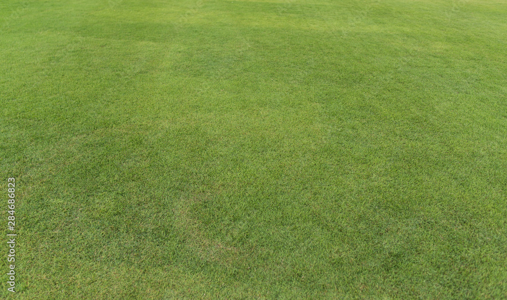 Naklejka Pole świeża zielonej trawy tekstura. tło