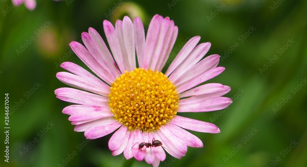 a cute wild little flower with an ant a cute wild little flower with an ant