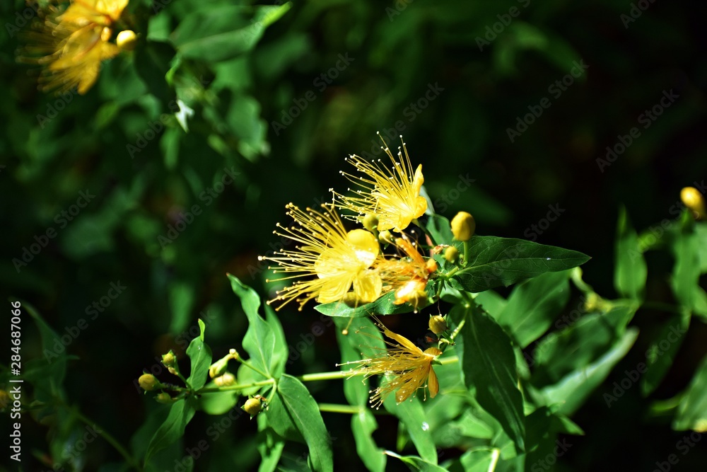 Hypericum Family Hypericum Perforatum, known as Perforate St John's-wort, is a flowering ...