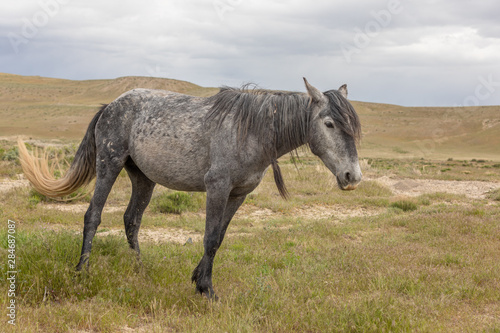 Beautiful Wild Horse in the Utah desert © natureguy
