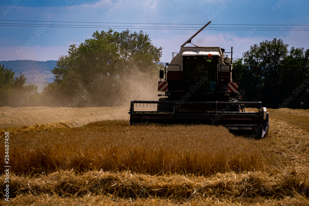 Fototapeta premium combine harvester working in dusty field