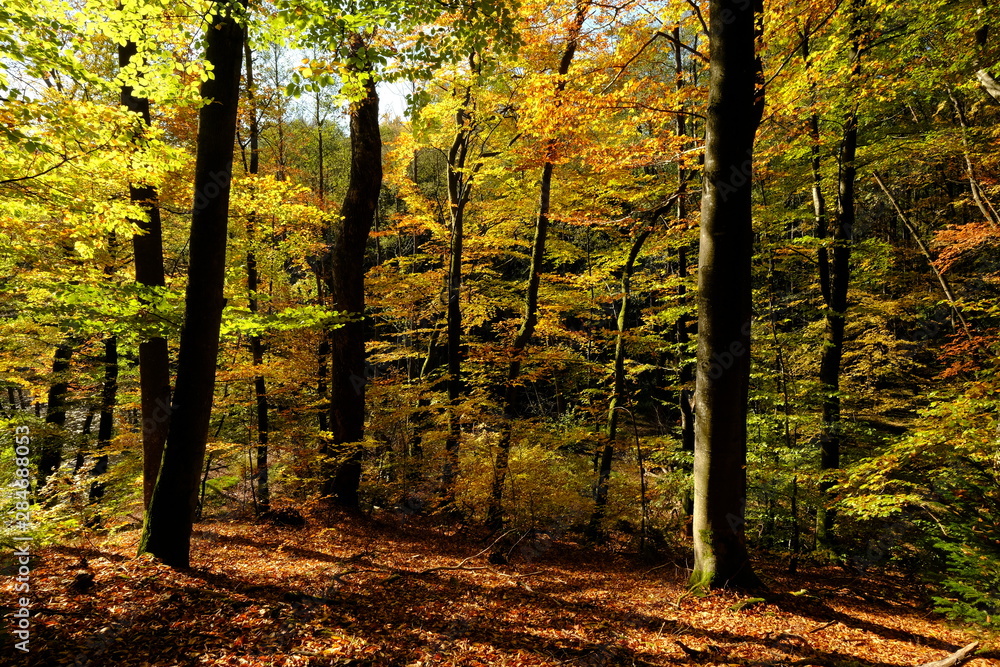 Der Steigerwald bei Ebrach im Naturpark Steigerwald, Landkreis Bamberg, Unterfranken, Franken,  Deutschland