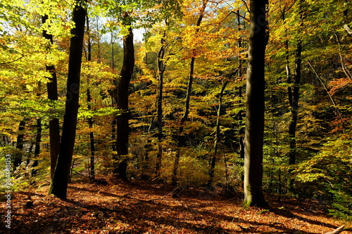 Der Steigerwald bei Ebrach im Naturpark Steigerwald  Landkreis Bamberg  Unterfranken  Franken   Deutschland