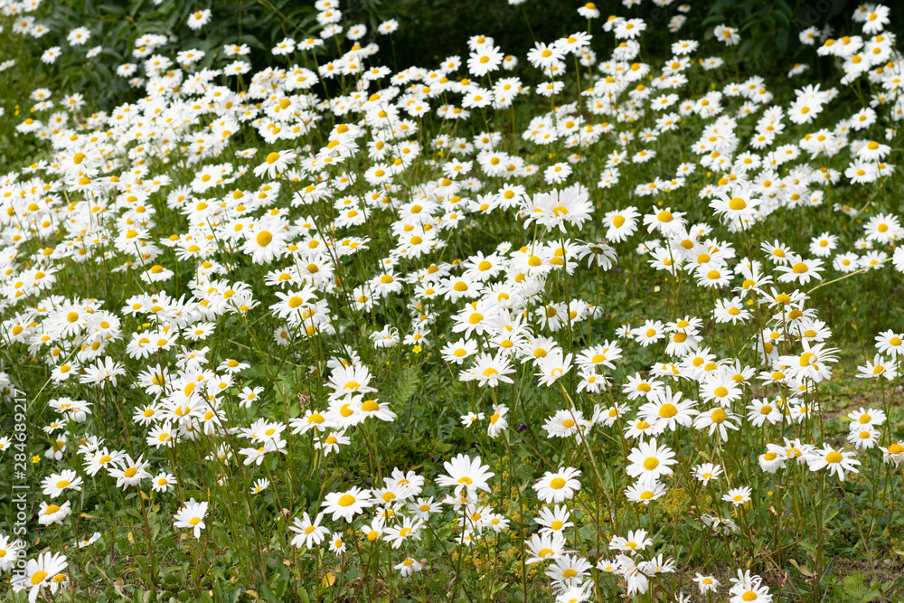 Beautfiful field of white daisies Beautfiful field of white daisies