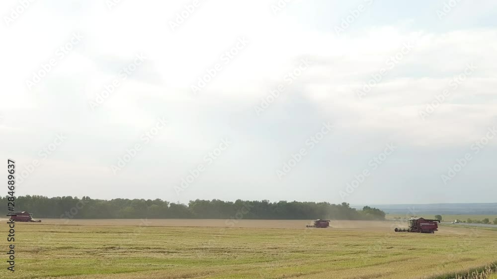Grain harvesting combine gathering ripe wheat at sunny day. Harvesting grain field, crop season. Grain harvesting combine gathering ripe wheat at sunny day. Harvesting grain field, crop season.