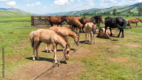 Horses on a wide field at the  Central Mongolia