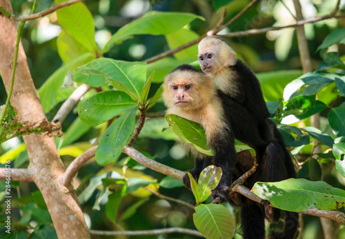 Capuchin monkey mother with baby © Alexey Stiop