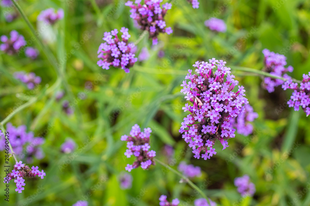 Verbena flowers in the garden